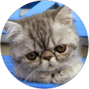 Christopher Campagnaro profile picture