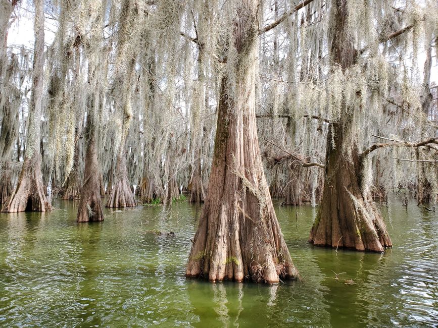 Lafayette video production company capturing authentic Cajun culture and bayou scenery in Acadiana