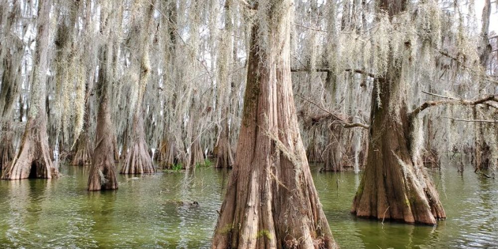 Lafayette video production company capturing authentic Cajun culture and bayou scenery in Acadiana